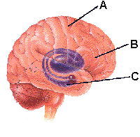 Zone din creier afectate