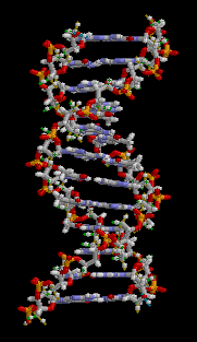 Animaţie ADN