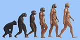 Evolutie