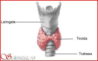 Glanda tiroidă