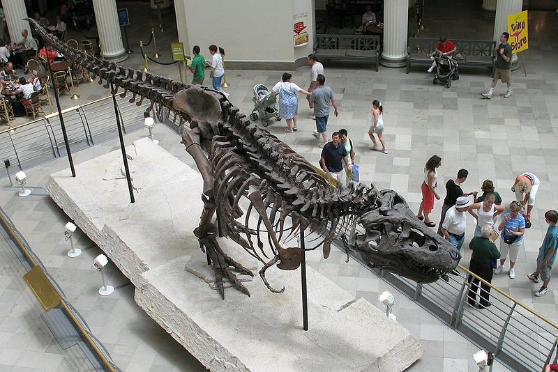 Fosila T Rex