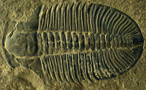 Trilobit fosila