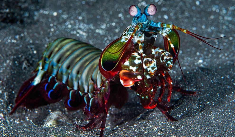 Racul Odontodactylus scyllarus