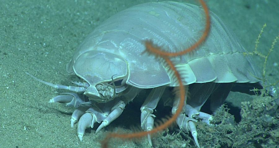 Izopod Izopod