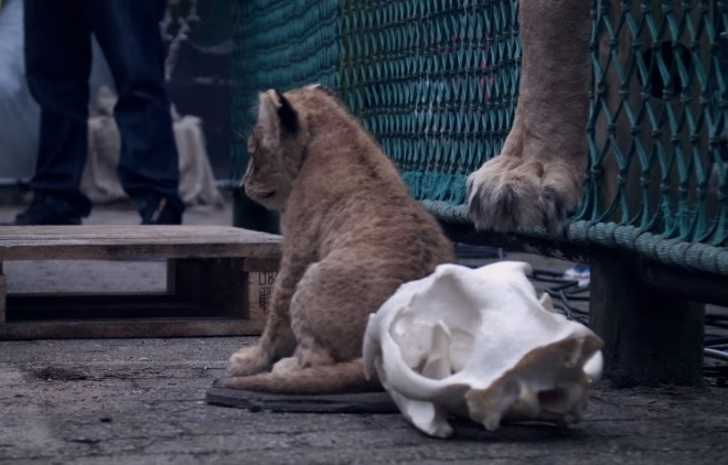 Pets Perforation Split Disecția unui pui de leu pentru „educația” vizitatorilor unei grădini  zoologice