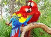 Papagali rosii