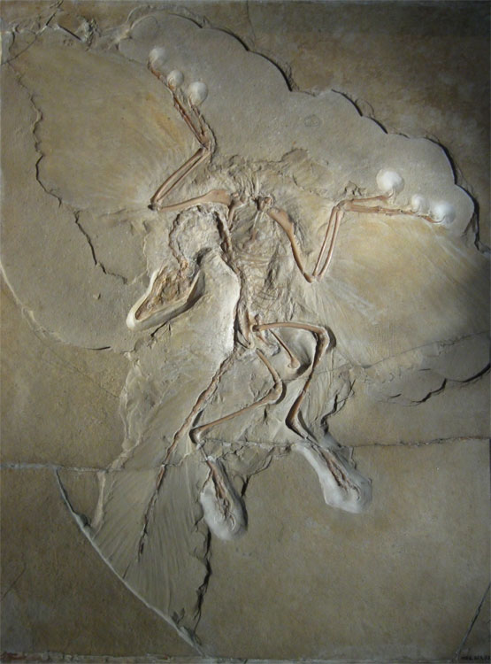Archaeopterix litographica