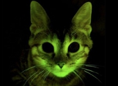 Pisica fluorescenta