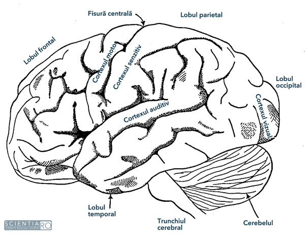 Regiunile creierului uman