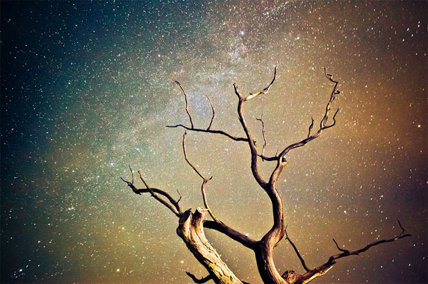 Copac reflectat pe fundalul Căii Lactee