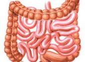 Tractul intestinal uman