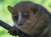 Lemur Gerp