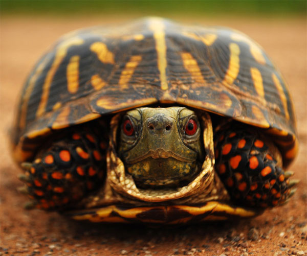 Broască ţestoasă