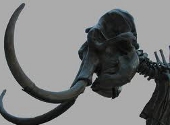 Schelet de mamut