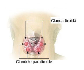 Glandele paratiroide