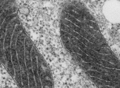Matrix mitocondrial marcat cu APEX