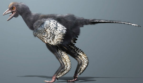 Aurornis-xui Aurornis-xui