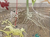 Microbiomul solului