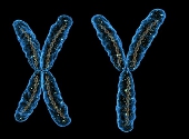 Cromozomii sexului masculin