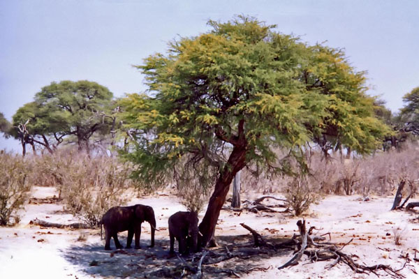 Elefanţi Botswana