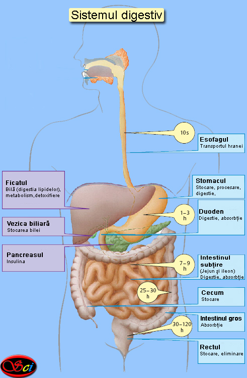 Sistemul digestiv