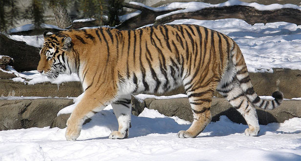 Tigru siberian