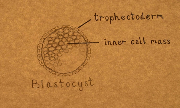 Blastocist