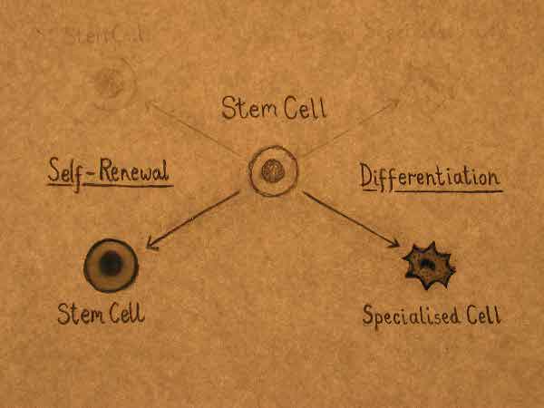 Celula stem