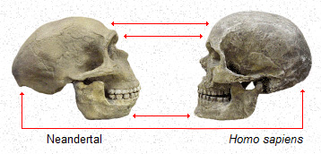 Homo Sapiens şi omul de Neandertal