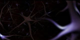 Neuronii şi mintea umană