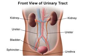 Tract urinar