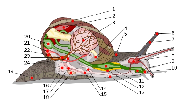 Anatomie melc