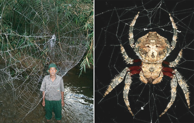 Păianjen Caerostris darwini 