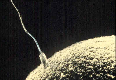 Spermatozoid fecundând un ovul