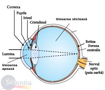 Anatomia ochiului