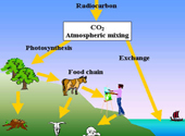 Ciclul carbonului 14 in natura