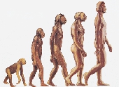 Teoria evolutiei
