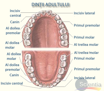 Dinţii adultului