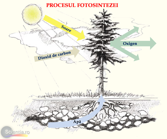 Procesul fotosintezei