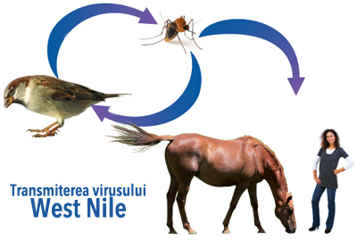 Transmiterea virusului West Nile