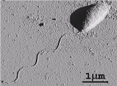 Bacterie Caulobacter crescentus inotand