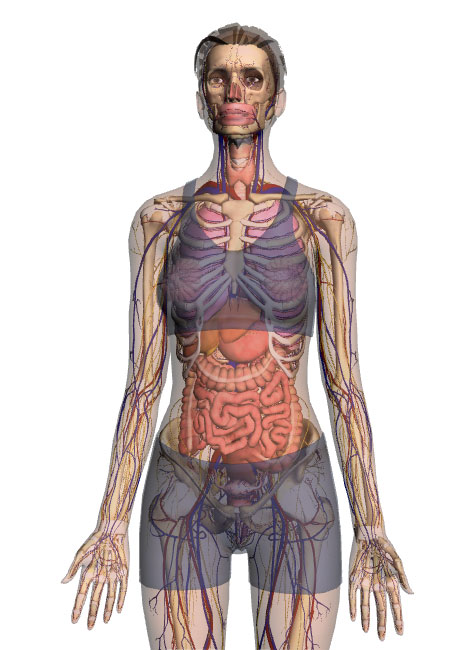 Corpul omenesc - Imagine Google Body Browser