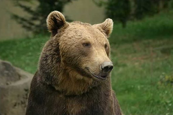 Urs brun din Pirinei