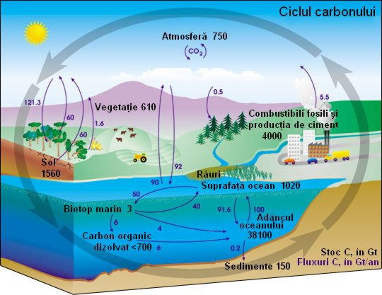 Ciclul carbonului in natura